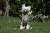 CHIEN NU CHINOIS 121